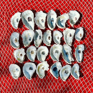 Könnte beinhalten: Eine Sammlung von 20 weißen Austernmuscheln, die in Reihen auf einem roten Netz-Hintergrund angeordnet sind. Die Muscheln sind alle geöffnet und zeigen das Innere der Muschel.