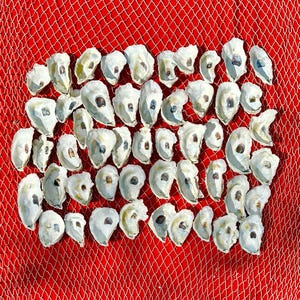Puede incluir: Una colección de conchas de ostras dispuestas en forma de cuadrícula sobre un fondo de malla roja. Las conchas están abiertas y muestran el interior de la ostra, que es blanco y tiene un brillo nacarado.
