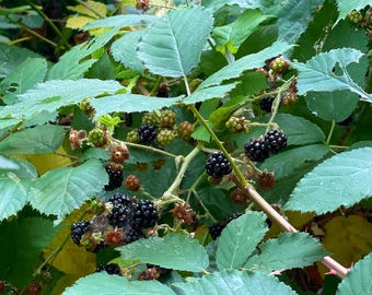 May include: Close-up of a blackberry bush with green leaves and stems. Clusters of ripe, black blackberries are visible, along with unripe green and red berries. The image showcases the natural beauty of the plant.