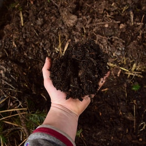 Pode incluir: Uma mão segurando um punhado de composto marrom escuro. O composto é rico e esfarelado, com algumas pequenas peças de madeira e palha misturadas.