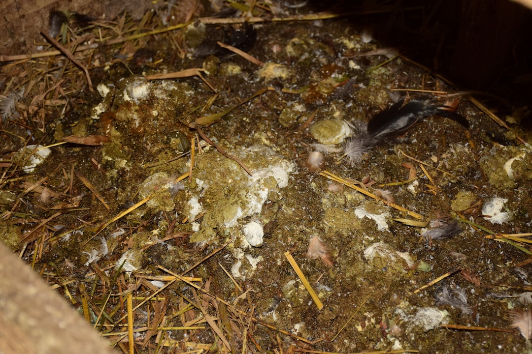 Aged Chicken Manure - Makes 30 Gallons of Manure Tea - Etsy