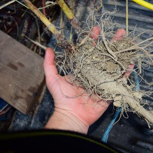 Yellow Dock Root