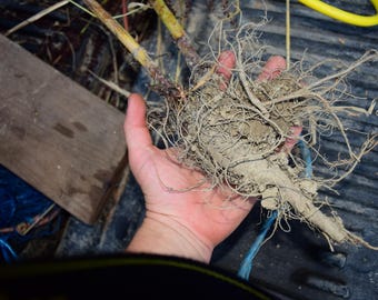 Yellow Dock Root