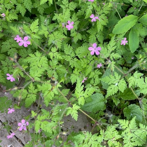 Herb Robert - Geranium robertianum - 10 bare root plants