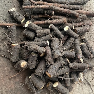 Esquejes de raíz viva de consuelda Bocking 14 rusos para propagación, cultivados de forma sostenible en WA