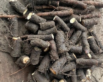 Russian Bocking 14 Comfrey Live Root Cuttings for propagation, Grown sustainably in WA