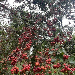 Crataegus monogyna seeds - Common Hawthorn - 10 seeds