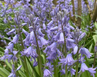 Hybrid Bluebell Bulbs(Hyacinthoides × massartiana)  2-5 year old plant