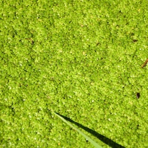 Common Duckweed, Lemna Minor