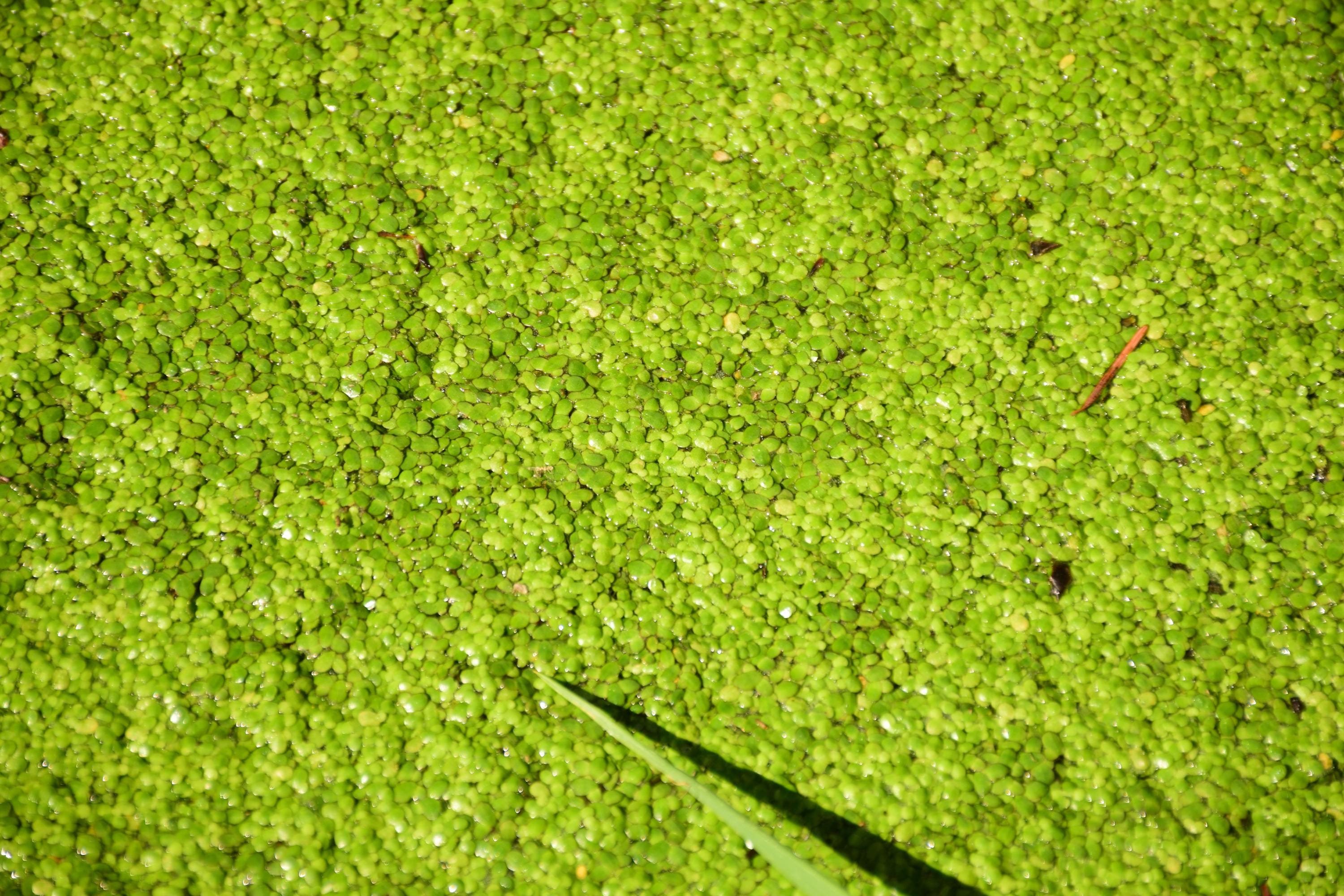 Common Duckweed, Lemna Minor