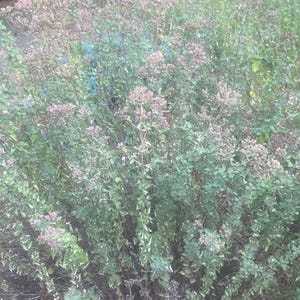 Puede incluir: Un arbusto exuberante de plantas de orégano, con pequeñas hojas verdes y racimos de diminutas flores de color púrpura claro. La planta es densa y llena, con una mezcla de tallos verdes y marrones, creando una apariencia natural y texturizada.