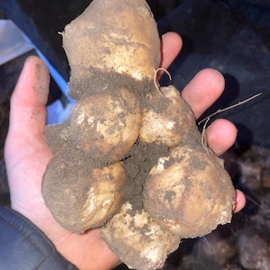 Może przedstawiać: Zbliżenie na garść świeżo zebranych topinamburów, pokrytych ziemią. Bulwy są jasno brązowe, o nieregularnym kształcie, a niektóre mają małe korzenie i łodygi. Tło jest ciemne, sugerując środowisko przechowywania lub zbioru.