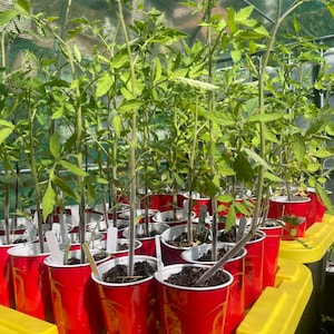 Tomate orgânico Heirloom começa