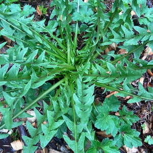 Paardebloem met rode zaden (Taraxacum erythrospermum) – 10 planten met blote wortel – winterharde, eetbare vaste plant