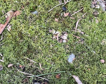 Common Feather Moss, Kindbergia praelonga