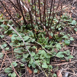 成熟したミントの植物