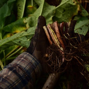 Comfrey Crown, Russian Bocking 14, grown organically in WA state