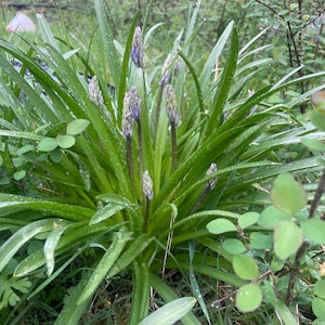 Hybrid Bluebell Bulbs(Hyacinthoides × massartiana)  2-5 year old plant