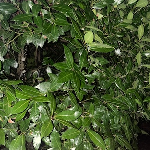 Bay Leaf Tree Cuttings and Leaves
