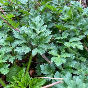 Creeping Buttercup Plants (Ranunculus repens) – Hardy Ground Cover with Bright Yellow Blooms - Bare Root
