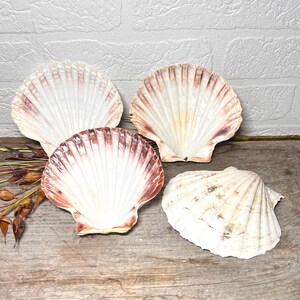 Conchas de vieira naturales, bandeja para servir mariscos, jabonera, bandeja para baratijas, proyectos de bricolaje / Juego de 4 / Tamaño grande 13,5 cm