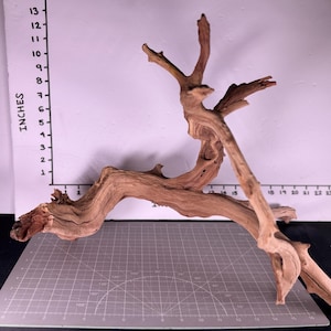 May include: A piece of light brown driftwood with a gnarled, branching structure. It is positioned in front of a white board with a printed ruler showing measurements in inches, indicating a height of approximately 13 inches.