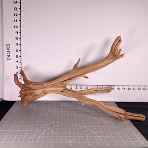 May include: A light brown piece of driftwood with a textured, weathered surface and multiple branching limbs. The wood is positioned against a white backdrop featuring a vertical ruler marked in inches, showing the piece is approximately 14 inches tall.