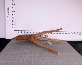 May include: A piece of light brown driftwood with a three-pronged shape, positioned in front of a white measuring board. The driftwood measures approximately 12 inches in length and features a small white tag labeled H223 attached to one branch.
