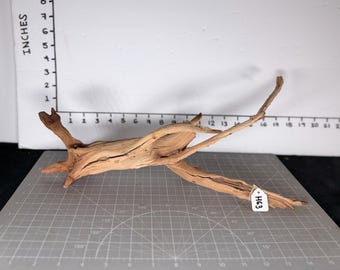 May include: A piece of light brown driftwood with a textured, weathered surface and multiple branching limbs. The wood is positioned against a ruler showing a length of approximately 13 inches and a height of approximately 4 inches. A small white tag labeled H63 is attached.
