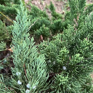 May include: Detailed shot of a juniper plant, showcasing its blue-green needles and small, pale blue berries. The foliage is dense and textured, with a mix of green and blue hues. The background features more of the plant and some grass.