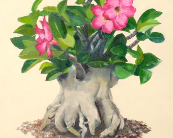 Desert Rose Succulent, Adenium Arabicum Original Oil Painting on Canvas 11x14
