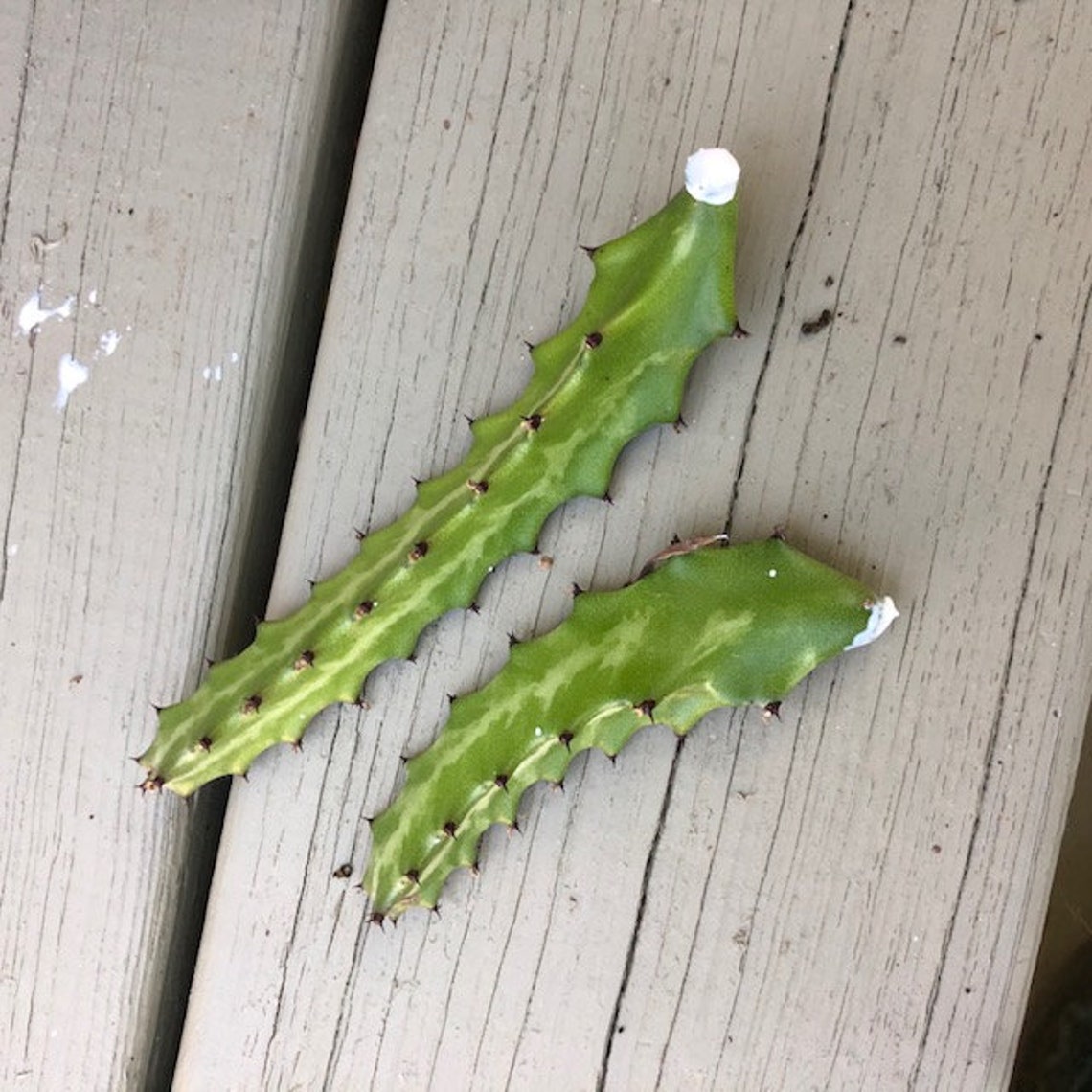 Candelabra Cactus Euphorbia Cacti Cuttings 2 Pieces Etsy