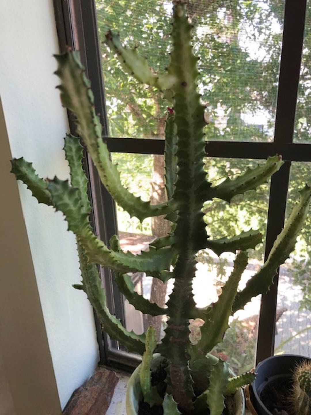 Candelabra Cactus Euphorbia Cacti Cuttings 2 Pieces Southwest Decor