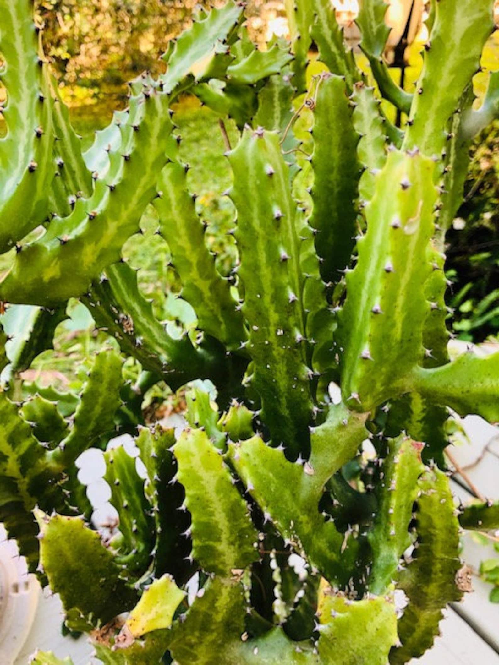 Candelabra Cactus Euphorbia Cacti Cuttings 2 Pieces Etsy