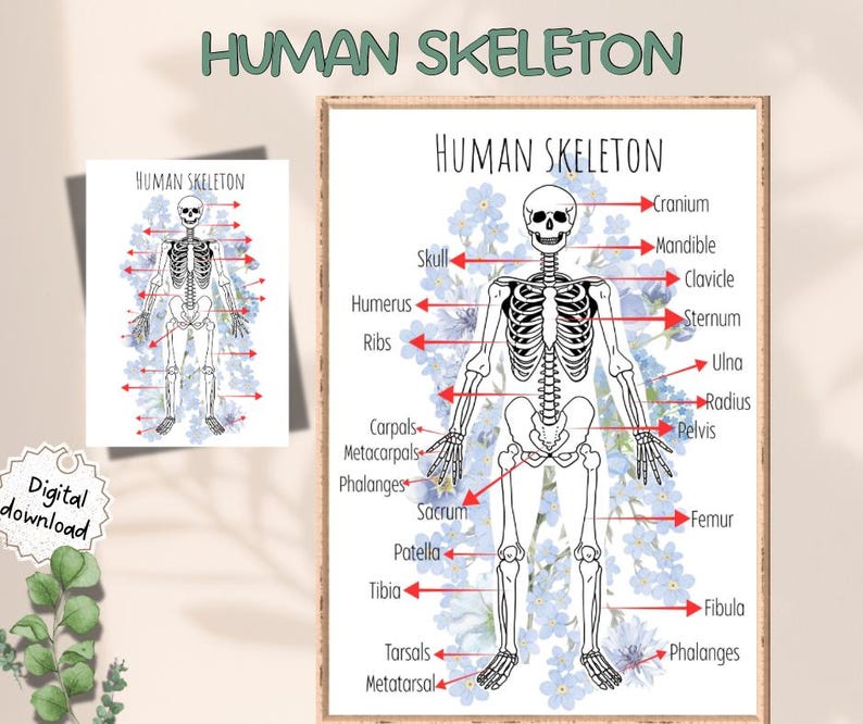 Human Skeleton Worksheet Printable | Anatomy Bones Labeling Activity ...
