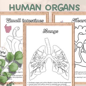 Human Organs Coloring Pages, Educational Anatomy, Anatomy for Kids,Human Organs Coloring pages,Printable Human Organs, homeschool pages
