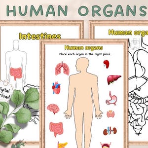 May include: A printable worksheet for kids to learn about human organs. The worksheet includes a blank outline of a human body and a set of organs to cut out and place in the correct location. The organs include the lungs, heart, brain, intestines, kidneys, bladder, and stomach.