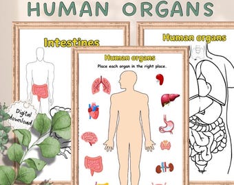 Human body organs, Human body coloring pages, Human Anatomy, Coloring Matching Activity, Printable Human Body Organs, digital download