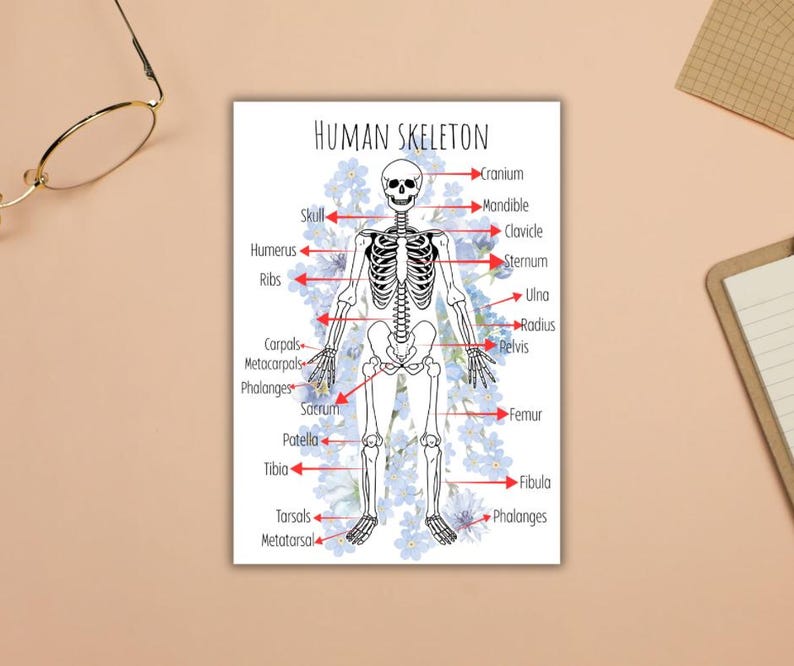 Human Skeleton Worksheet Printable | Anatomy Bones Labeling Activity ...