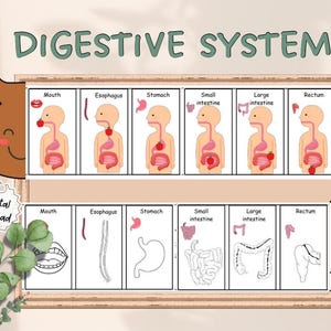 Human body digestive system foldable sequencing activities for kids | Digital Download PDF, Science activity anatomy for Kids, biology class