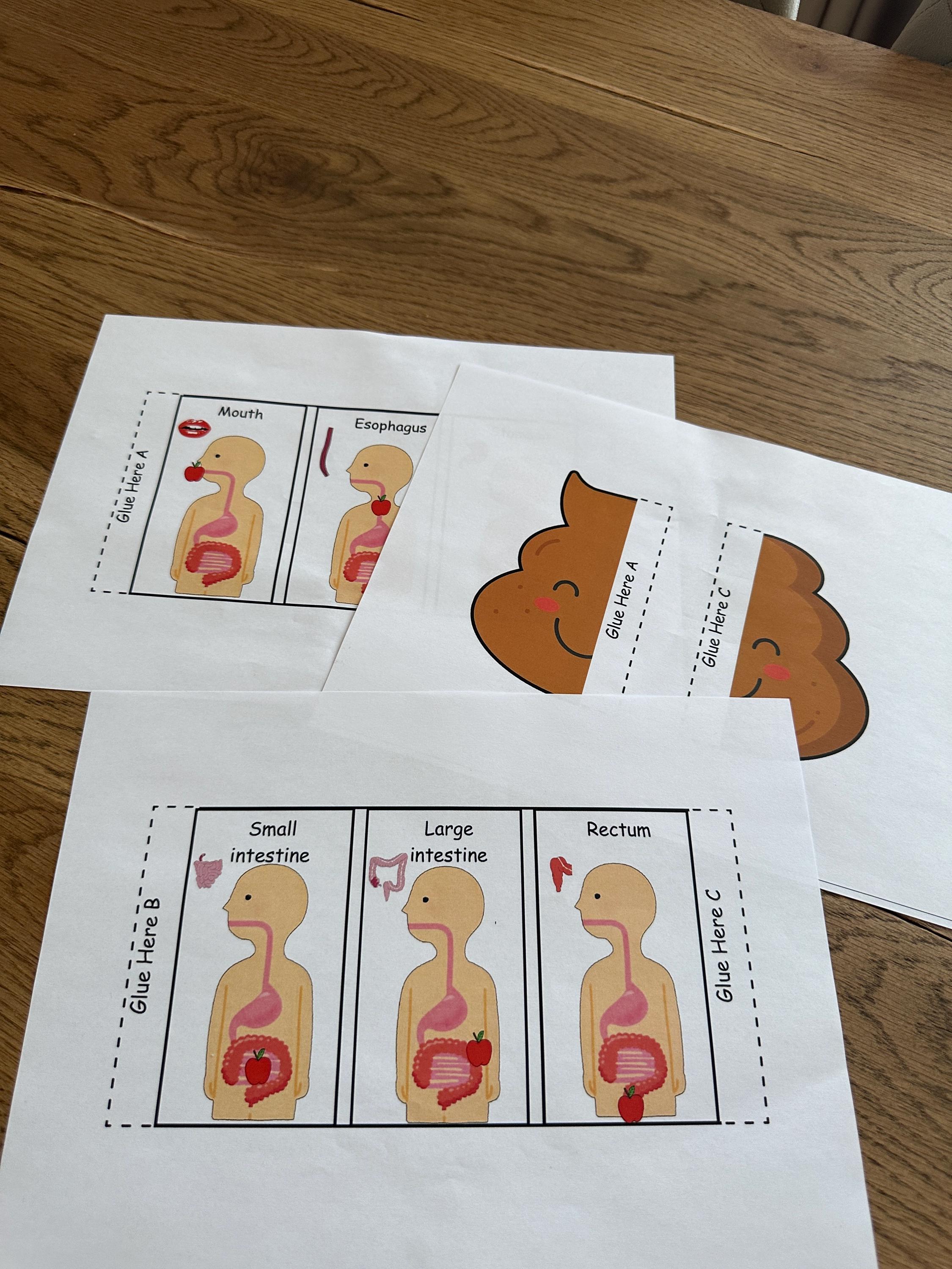 Human Body Digestive System Foldable Sequencing Activities for Kids ...