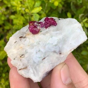 May include: A vibrant red ruby crystal nestled in a white matrix of rock. The ruby has a sharp, angular shape and a deep, rich red colour. The matrix is rough and textured, with a few small, dark inclusions.