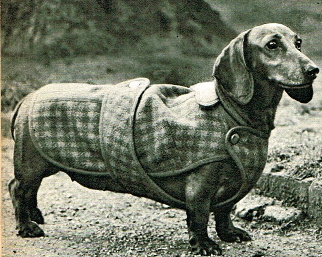 INSTANT DOWNLOAD Vintage Sewing Pattern Dachshund Dog Coat Diagram Chart Pdf Etsy