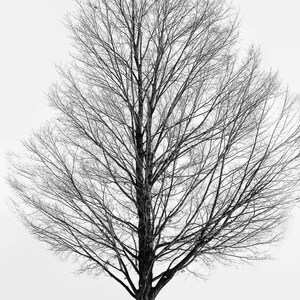 Landscape Black and White, Winter Tree, Fine Art Photographic Print on Metallic Paper image 2