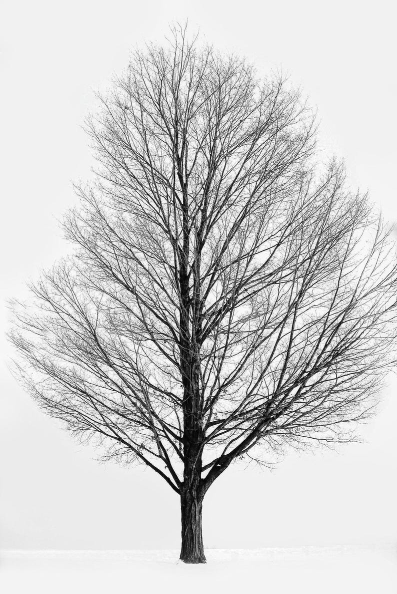 Landscape Black and White, Winter Tree, Fine Art Photographic Print on Metallic Paper image 2