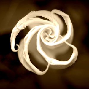 Soft Ethereal Spiral Flower Fine Art Photography Print
