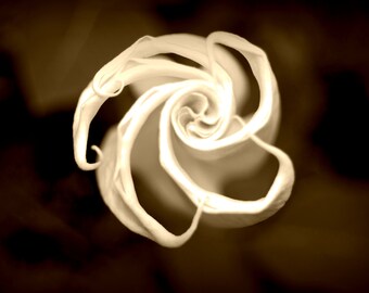 Soft Ethereal Spiral Flower Fine Art Photography Print