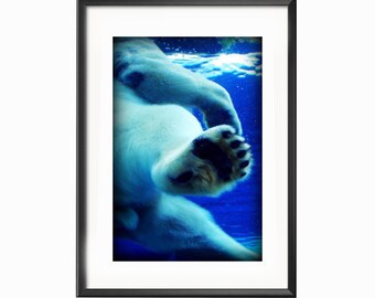Oso polar en azul - Fotografía de bellas artes del Zoológico de Detroit por la fotógrafa Janna Coumoundouros Lilacpop Studio