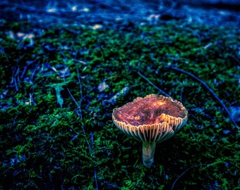 Hocking Hills Ohio Cliff Mushroom Landscape Square Photograph Print