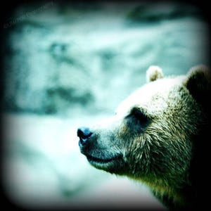 Brown Bear Cross Processed Fine Art Photography